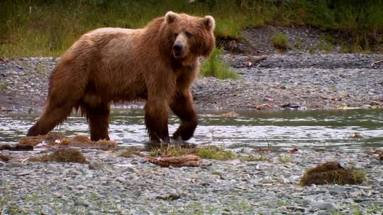 棕熊在小溪里捕鱼