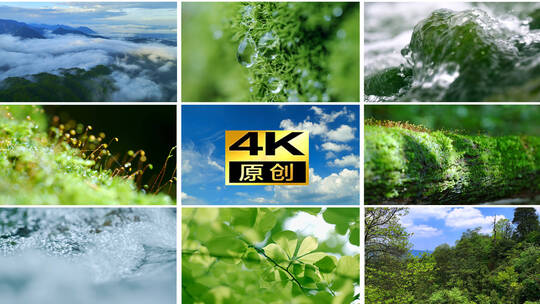 大自然森林树林热带雨林水流天然氧吧高清在线视频素材下载