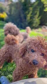 棕色卷毛泰迪犬在户外草地上站立的画面高清在线视频素材下载