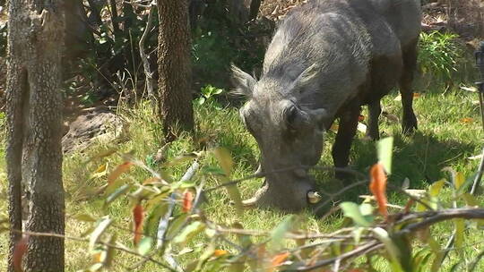 一只野猪在森林吃草视频素材模板下载