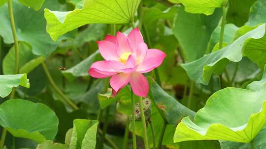 荷花 莲藕 特写 合集