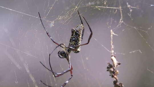 一只金色球体网蜘蛛在它的丝网上行走——特