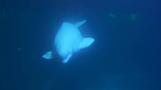 白鲸在水下游动