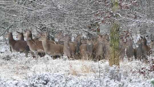 雪地里觅食的野生梅花鹿