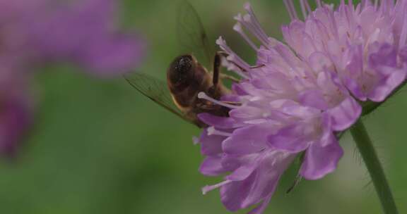 悬停苍蝇，花苍蝇，Syrphid苍蝇，昆