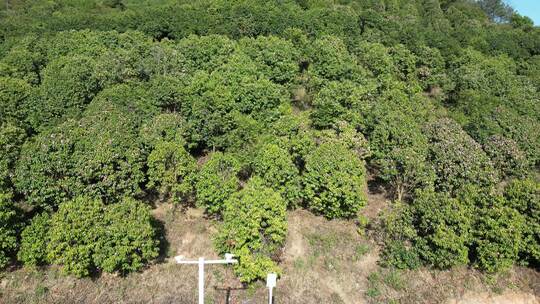 农业种植茶树茶籽园航拍