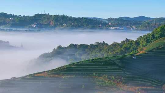 航拍云雾缭绕的茶山