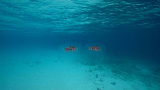 Salp，海洋，海洋，海