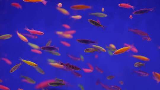 2024广州动物园游览金鱼水族馆视频素材模板下载