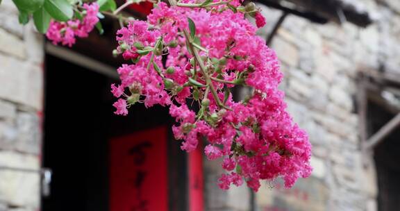 石头老屋门前红色的花卉