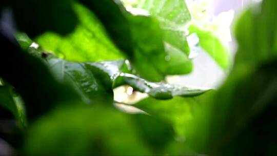 雨水落在植物上 (2)视频素材模板下载