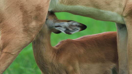 黑斑羚母羊与小牛-饥饿的小牛给它的母亲吮