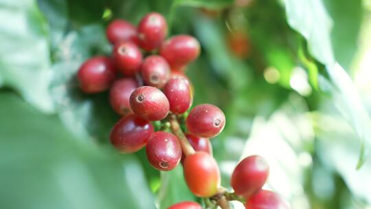 咖啡树上的鲜果02
