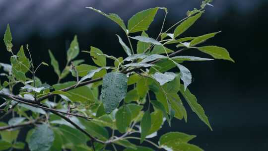 绿叶雨后雨滴水珠