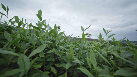 湖州安吉茶叶园清醒嫩绿的叶片