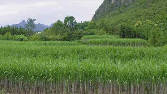 广西甘蔗种植蔗糖制糖原料乡村振兴农业田地