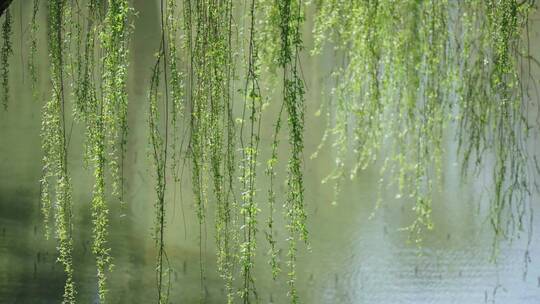 春天 春季 开花 发芽 生机