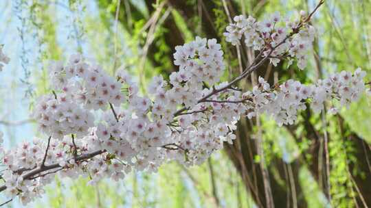 玉渊潭 春天 樱花 花