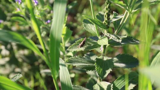 夏季早晨草丛中的小蚂蚱
