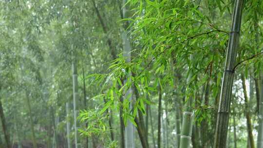 下雨天竹林景观特写，竹节挺拔竹叶繁茂