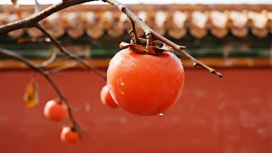 秋天风柿子柿柿如意视频