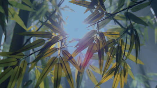 院子里的竹子竹林竹影毛竹