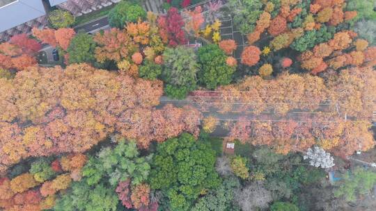 湖北武汉东湖风景区秋季风光