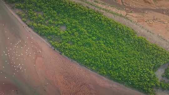 湛江乐民港红树林白鹭滩涂湿地保护区航拍