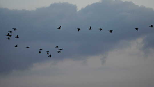 天空中飞翔的群鸟
