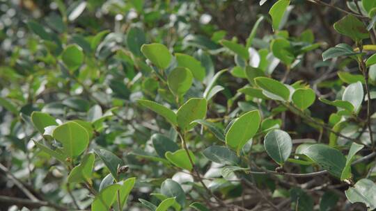 茶花茶树山茶籽茶油农业视频素材模板下载