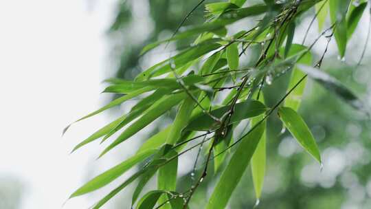 竹林竹叶禅意下雨天唯美空镜