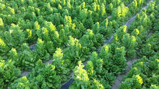 俯拍生菜制种田地