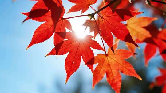 秋分枫叶唯美秋景特写视频