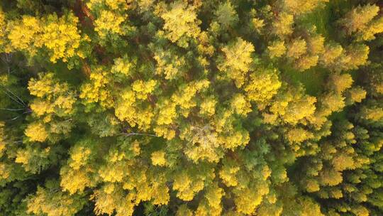 航拍秋天的森林景观
