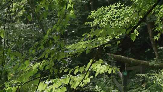 湖北襄阳古隆山林植物近景