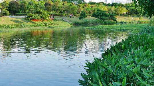 广西南宁那考河湿地公园生态环境