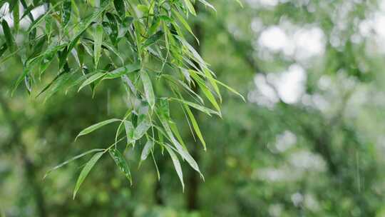 竹林竹叶禅意下雨天唯美空镜