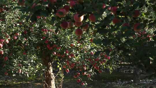苹果园里结满了红苹果