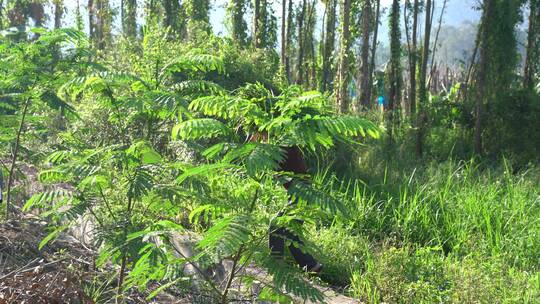 体力劳动 劳动 菜地 打猪草 割草视频素材模板下载