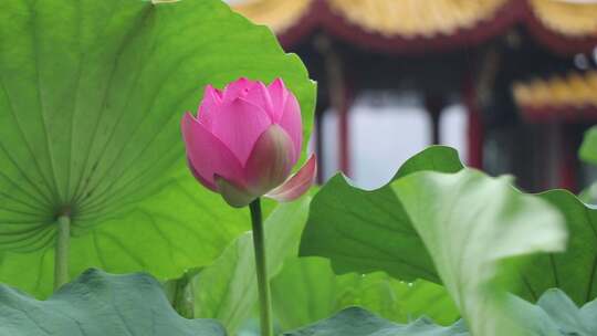 济南夏季大明湖，雨中荷花盛开娇艳醉人