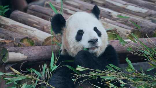 大熊猫吃竹子视频合集