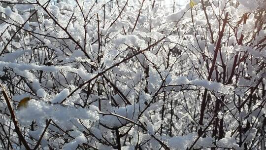 白雪覆盖的灌木丛