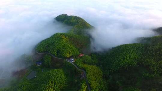 云海 竹林 竹海