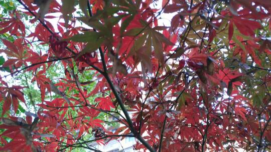 秋天红色的枫叶鸡爪槭城市公园视频素材模板下载