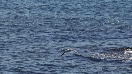 海边礁石群海鸥栖息飞翔慢镜头海浪拍打礁石