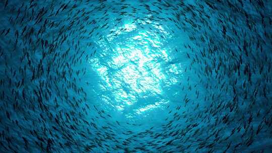 海底鱼群环绕光源游动!