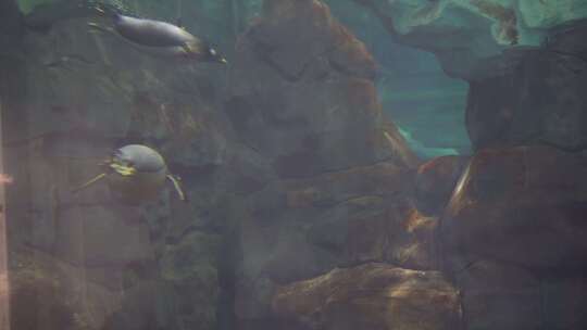 海洋公园企鹅穿梭游泳实拍素材视频素材模板下载