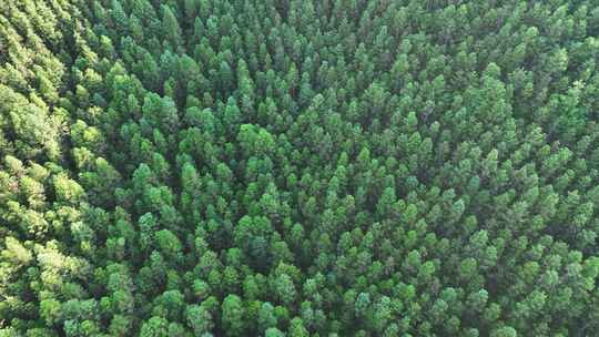 松树林俯拍树林航拍森林绿色植被山间林地