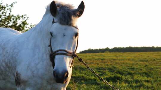 阳光下草原上的白马