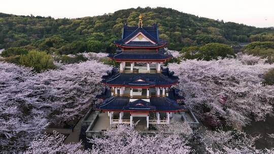 江苏 无锡 太湖 鼋头渚樱花 春天 旅游